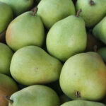Fresh Pears